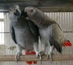 Congo African Grey Parrots For sale