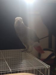 2 year old untamed african grey parrot
