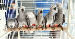 Adorable African grey parrots available for sale