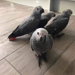 African Grey trained parrot for rehoming