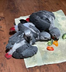 Baby Congo African Greys For Sale