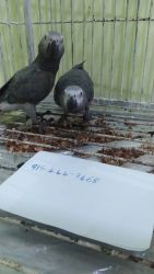 Talking Congo African grey parrots for sale now