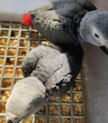 Stunning handreared tame baby African greys forsale