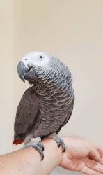 Male African Grey Parrot For Sale