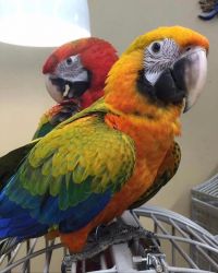 African Grey & Macaw Parrots for Sale