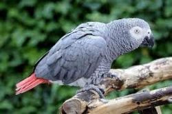 Cute African grey parrot looking for new home