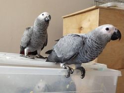 Male timneh African grey parrot