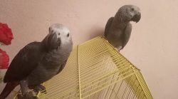 African grey parrots babies available