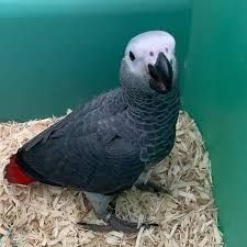 Tamed African Grey Parrot