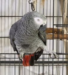 African Grey Parrot for Sale -3 Years Old
