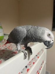 Super tame African greys