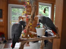 african grey parrots for ehoming