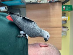 12 WEEKS OLD FEMALE AFRICAN GREY PARROT FOR SALE
