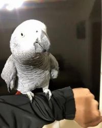 Fully Hand-Tame Talking African Grey Parrot
