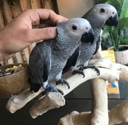 African grey Parrot