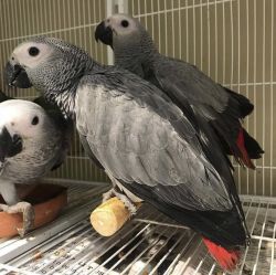African Grey Macaw parrots
