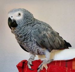 Baby African Grey Parrots foe sale (xxx) xxx-xxx7