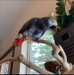 African grey parrots for sale (xxx) xxx-xxx7