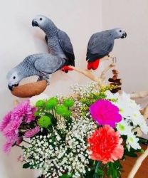 Handraised Parrots for sale