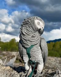 Hand tamed african grey parrot
