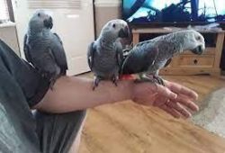 Chatty african grey parrotS large vocabulary