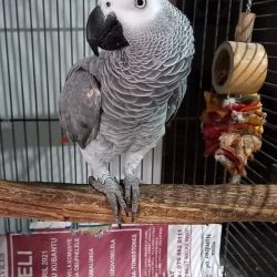African Grey Parrot - With Cage