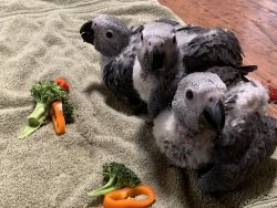 African Grey Parrot babies for sale