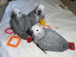 Brilliant Congo African grey babies