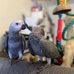 Super tamed african grey parrots for sale