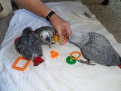 EXCITING x African grey baby parrots
