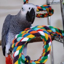 Female African Gray Parrot for Sale