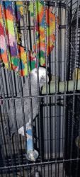 Timihon comes with cage and toys 8 yrs old