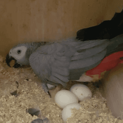 African Grey Eggs - Buy Parrot Eggs Online (100%)