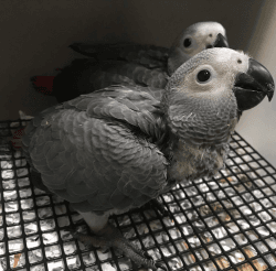 Buy African Grey Parrot Online - Exotic Birds For Sale