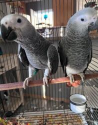 African grey parrot pair URGENT SALE