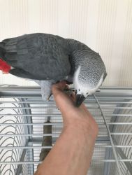 Talking Charlie, Congo African Grey Parrot
