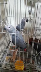 Lovely Congo African Gray Parrots for sale
