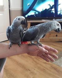 Super Friendly African Grey (Bonded Pair)