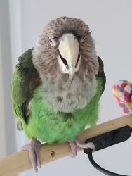 Selling my parrots
