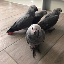 African Grry Parrots free