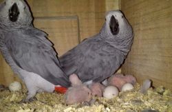 African grey parrot eggs