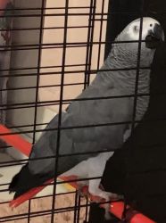 African grey parrot name khloee