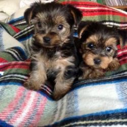 Male and Female Yorkshire Terrier Puppies for a home care