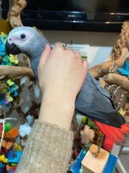 African Grey parrots for sale near me