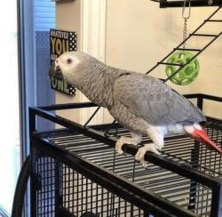 African Grey parrots For Sale.