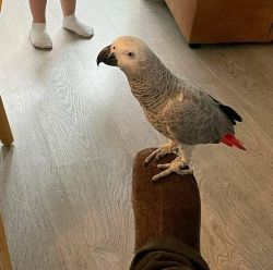 African grey parrots for sale