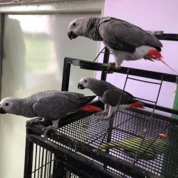 Hand fed African Grey Parrots for Sale