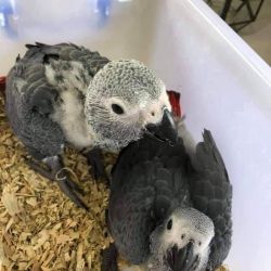 Babies African Grey Parrot Ready!