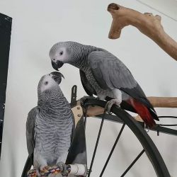 Bonded Pair Hand-reared African Grey Parrots