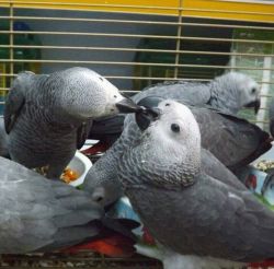 African Grey Parrot for sale 1 yr old